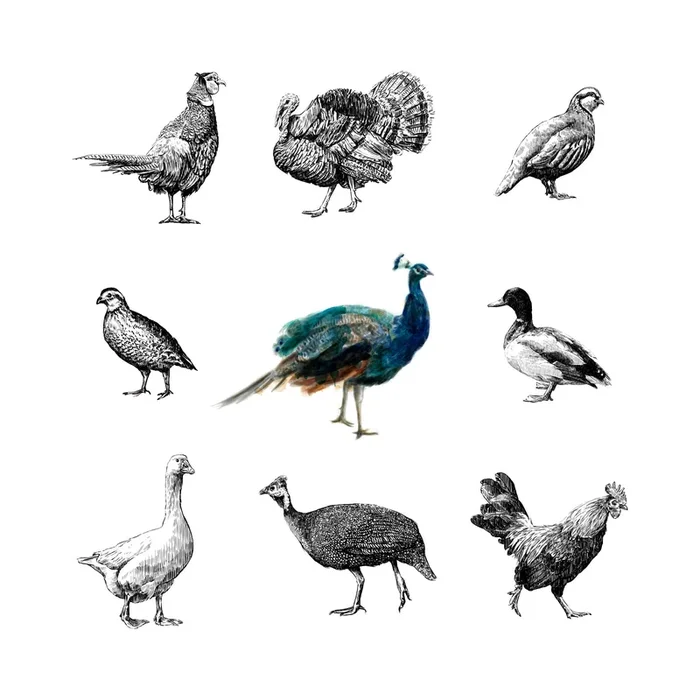 Bird Farm