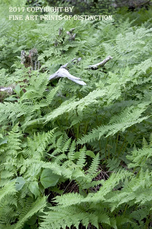 Ferns Growing Around a Tree Stump Art Print