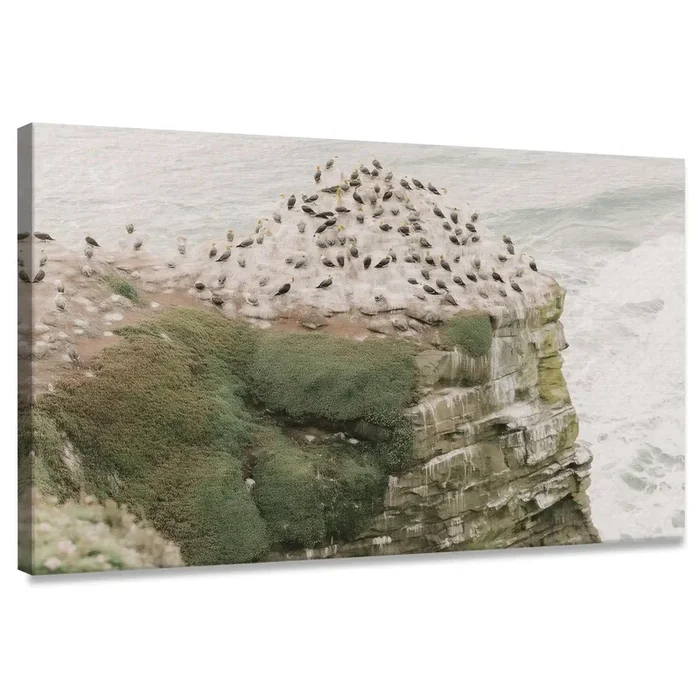 Seabirds on Coastal Cliff Canvas Wall Art