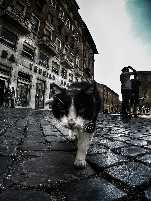 Street Cat